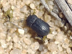 Melanimon tibiale