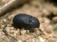 Melanimon tibiale