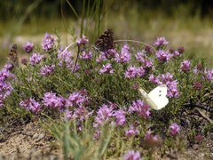 Thymus pallasianus