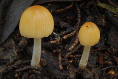 Coprinellus impatiens image