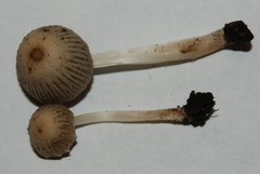 Coprinellus impatiens image