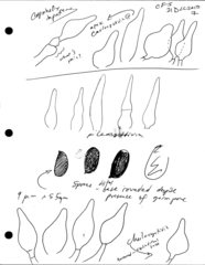 Coprinellus impatiens image