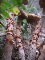 Battarrea phalloides image