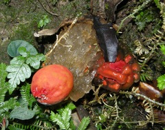 Calostoma cinnabarinum image