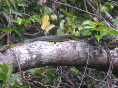 Common Tree Snake sighting