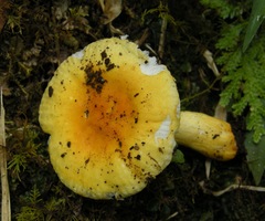 Image of Russula flavida