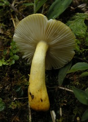 Russula flavida image