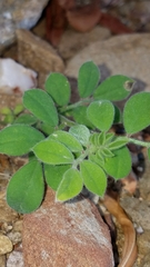 Acmispon grandiflorus