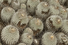 Copiapoa dealbata