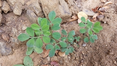 Acmispon grandiflorus