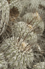 Copiapoa dealbata
