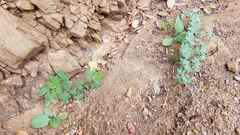 Acmispon grandiflorus
