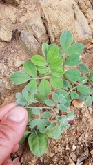 Acmispon grandiflorus