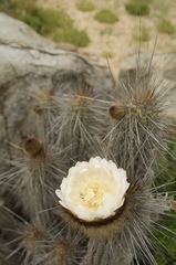 Eulychnia breviflora