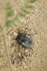 Gyriosomus kingi
