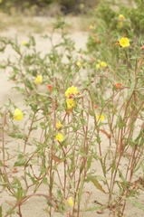 Oenothera coquimbensis