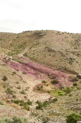 Cistanthe grandiflora
