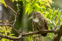 Glaucidium radiatum