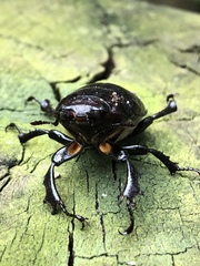 Lucanus placidus