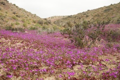 Cistanthe grandiflora