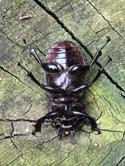 Lucanus placidus