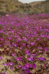 Cistanthe grandiflora