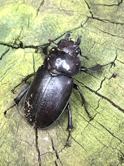 Lucanus placidus
