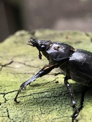 Lucanus placidus