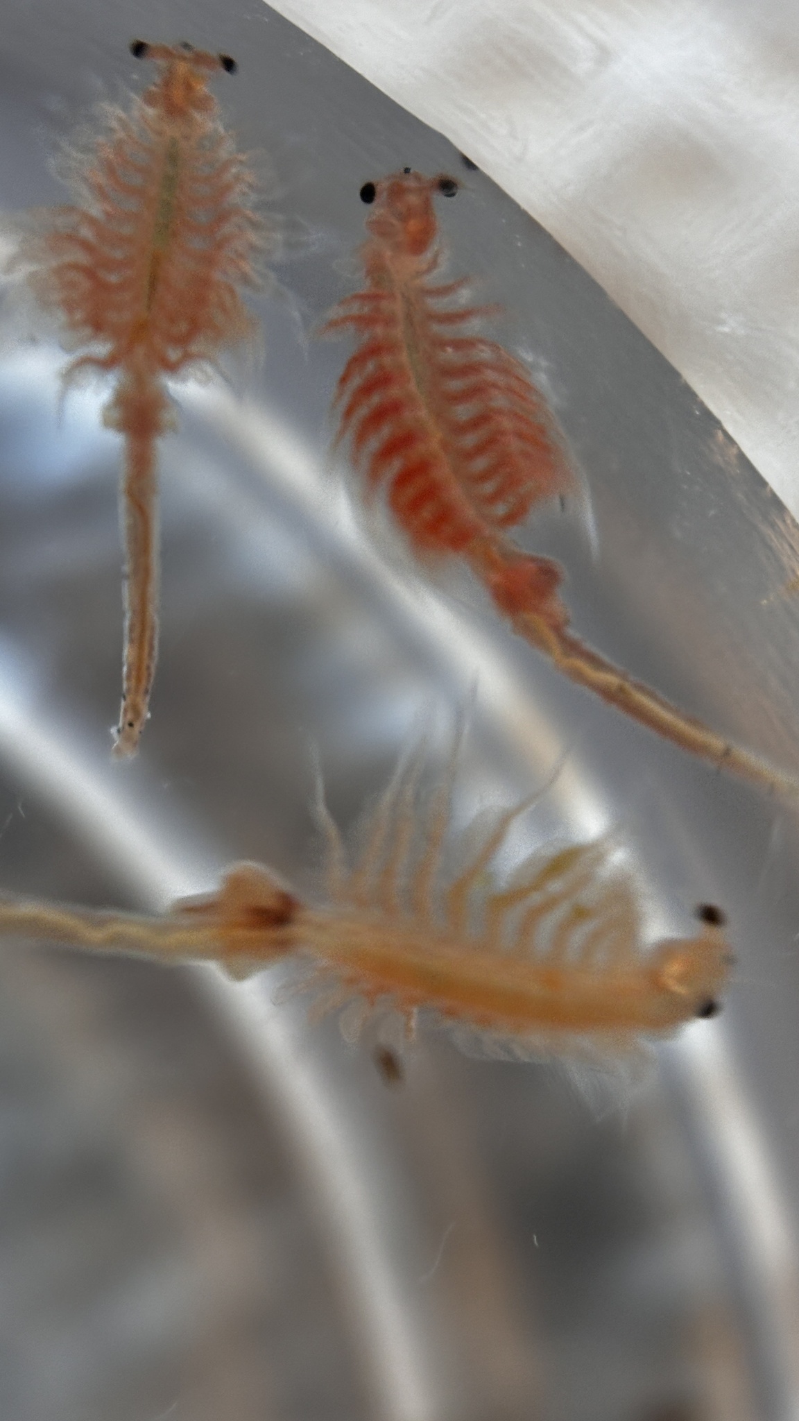 Artemia monica Verrill, 1869