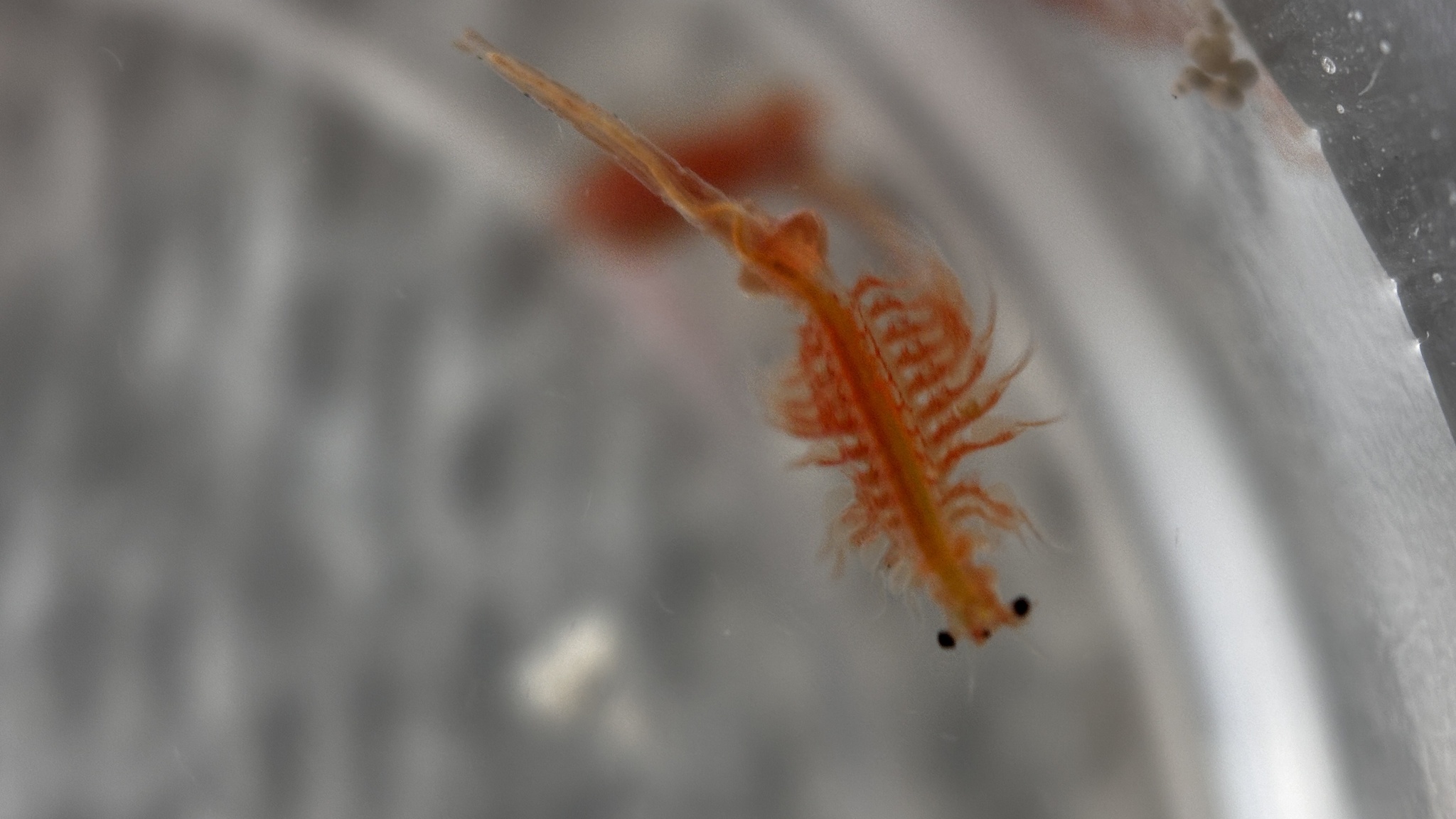 Artemia monica Verrill, 1869