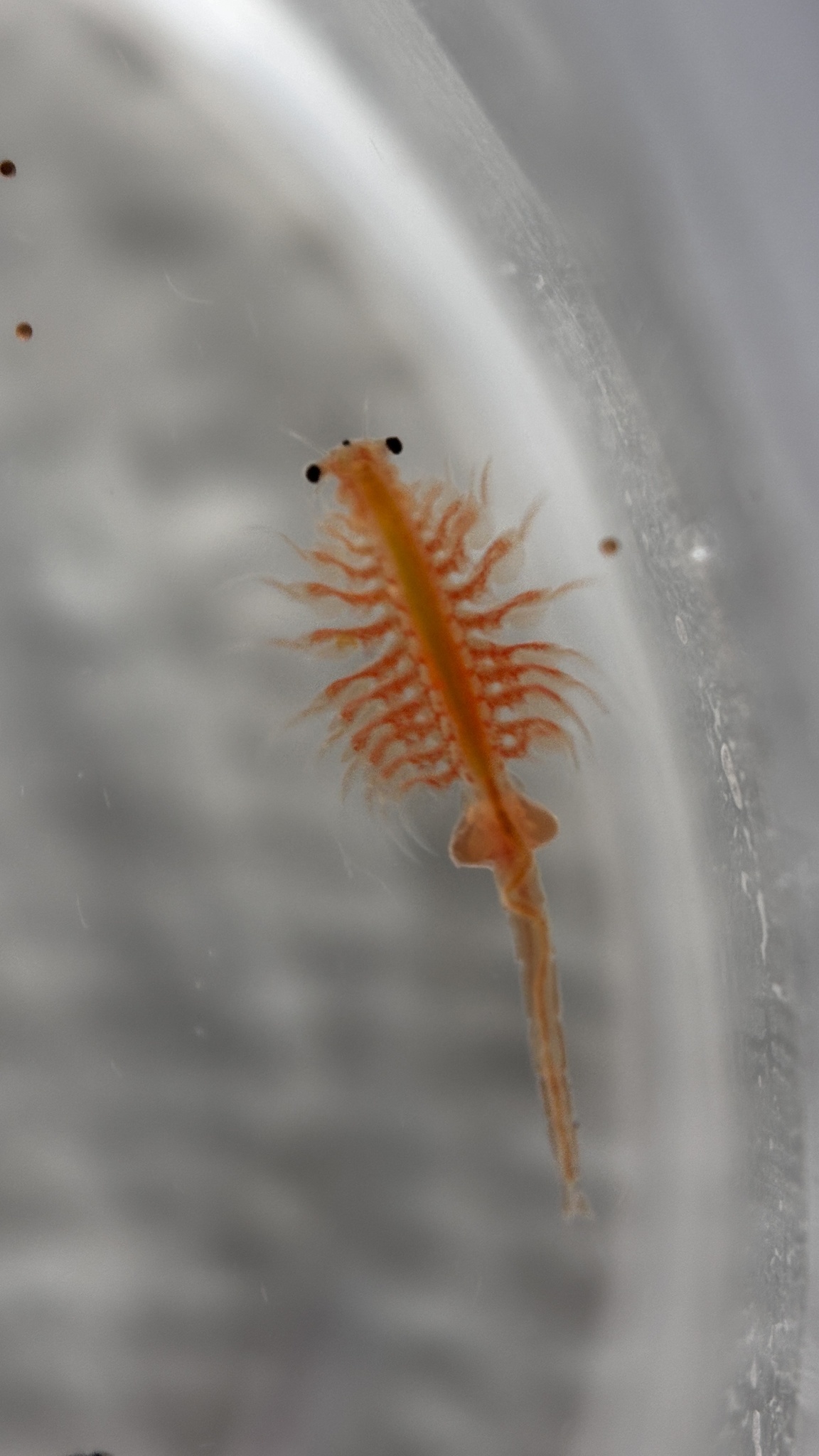 Artemia monica Verrill, 1869