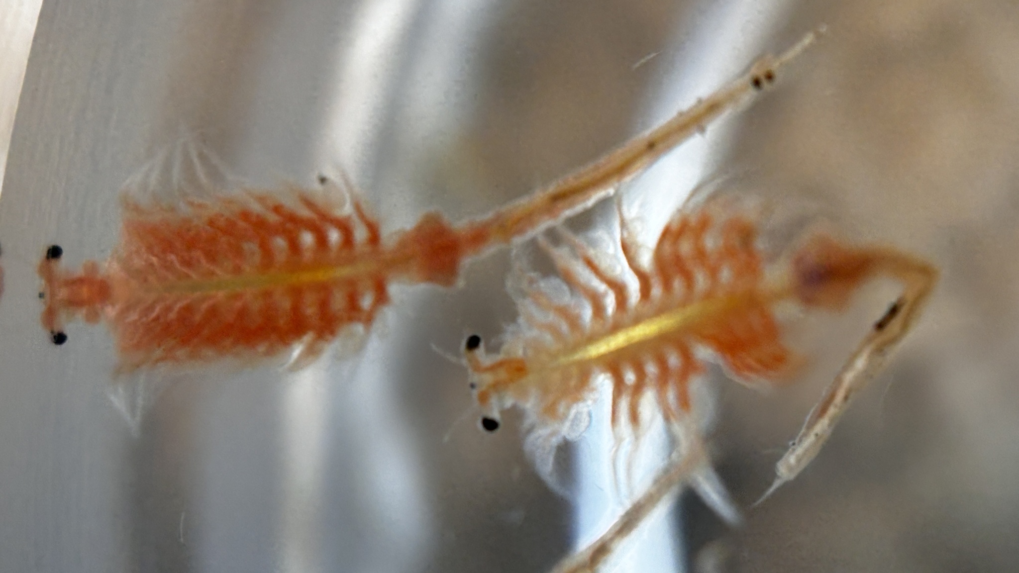 Artemia monica Verrill, 1869