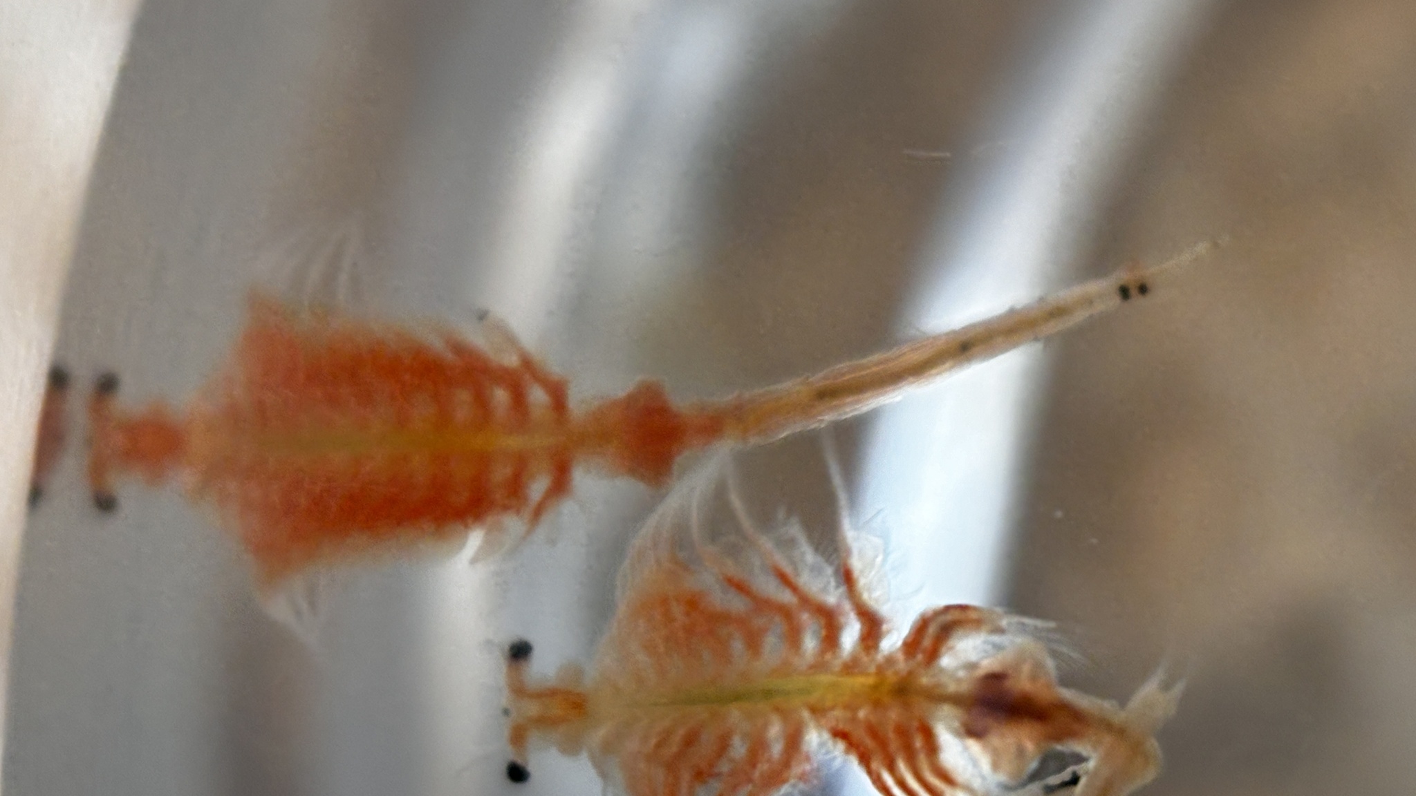 Artemia monica Verrill, 1869