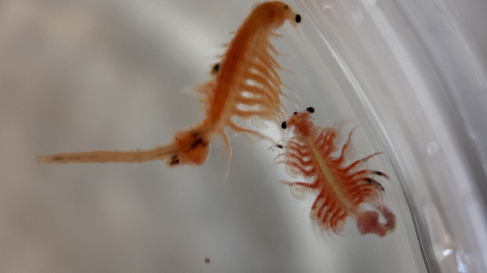 Artemia monica Verrill, 1869