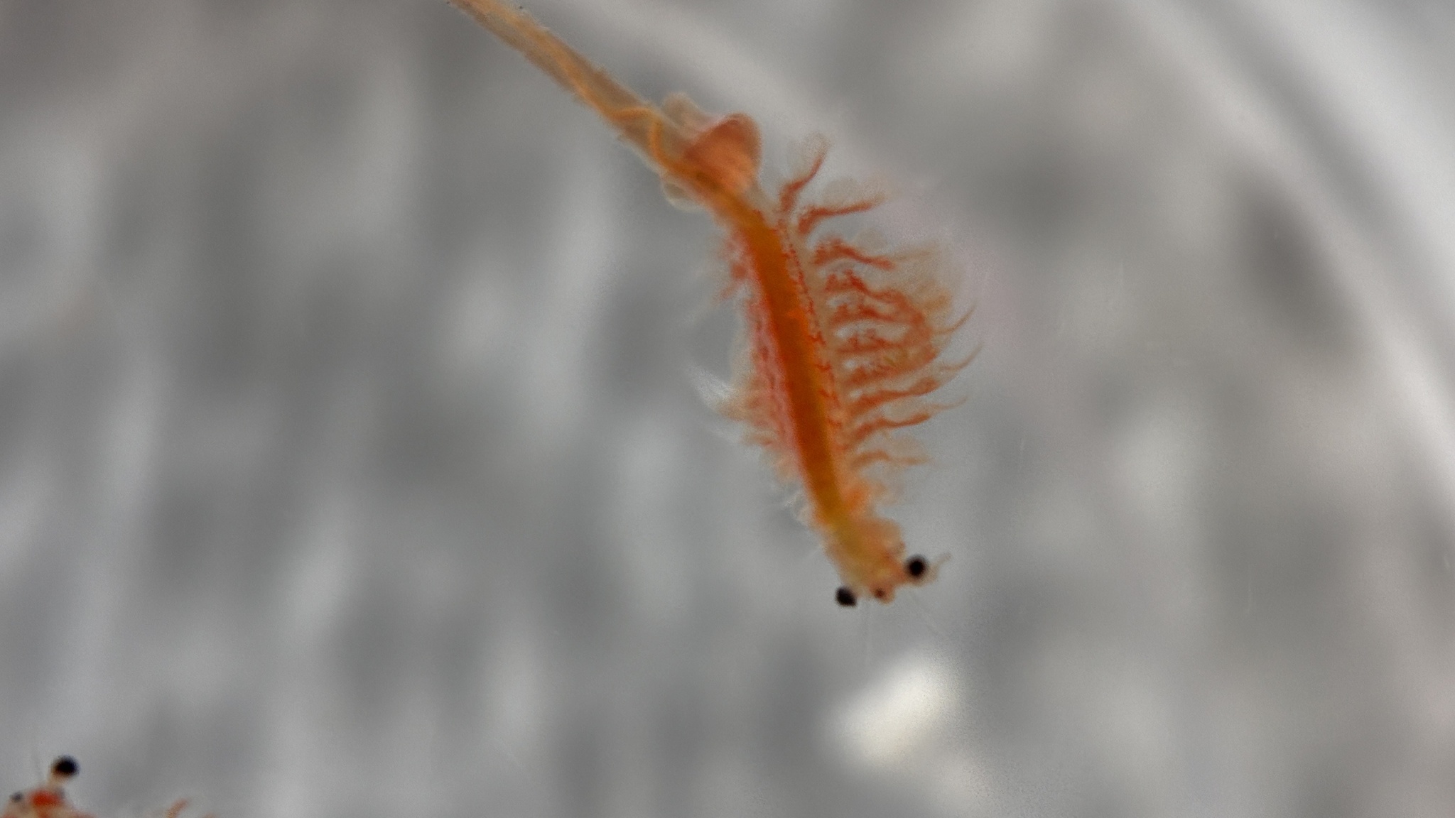 Artemia monica Verrill, 1869