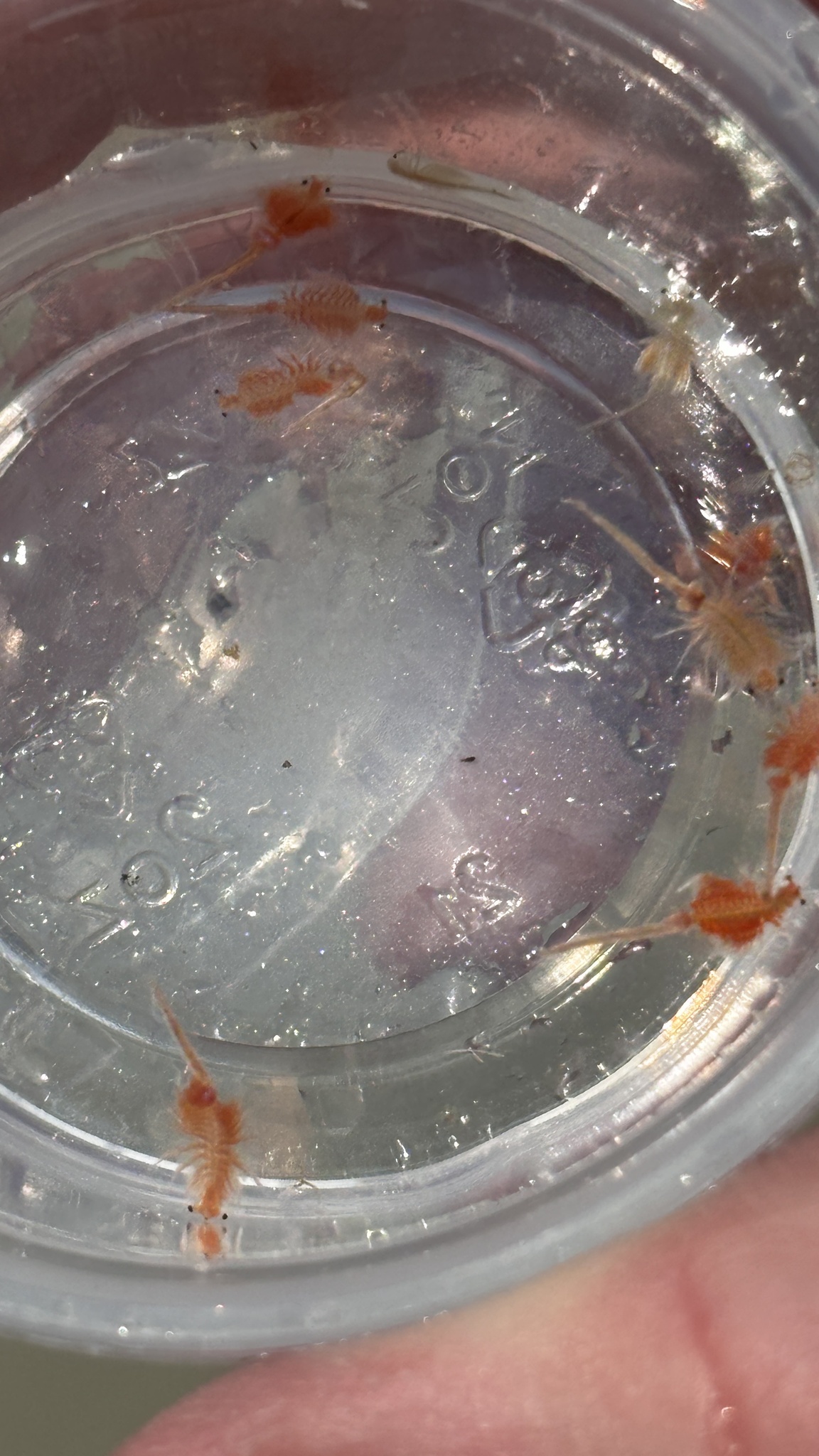 Artemia monica Verrill, 1869