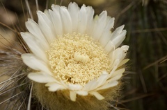 Eulychnia breviflora