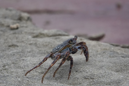 Sally Lightfoot Crab