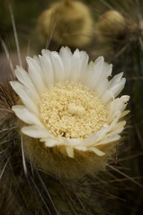 Eulychnia breviflora