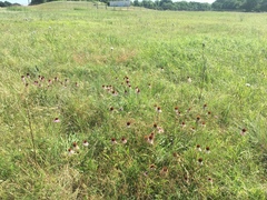 Echinacea atrorubens