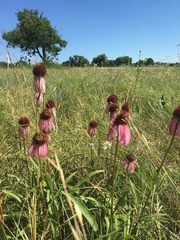 Echinacea atrorubens