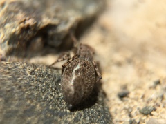 Attinella dorsata