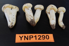 Hygrophorus chrysodon image