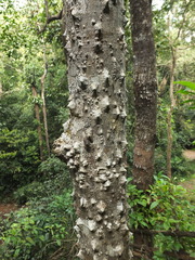 Zanthoxylum rhetsa