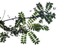 Zanthoxylum rhetsa