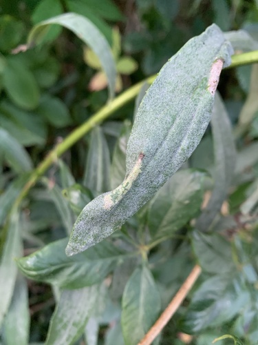 Goldenrod Leafminer (Cremastobombycia solidaginis) photo 5