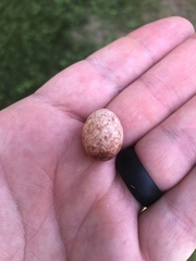 Thryothorus ludovicianus