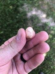 Thryothorus ludovicianus