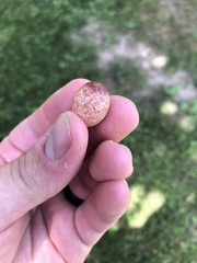 Thryothorus ludovicianus