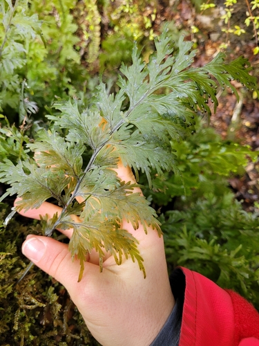 Hymenophyllum dilatatum observed 2024-07-30